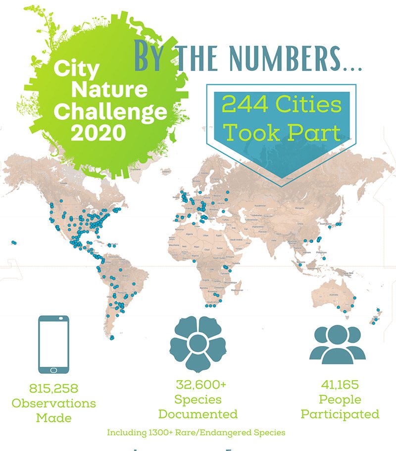 City Nature challenge numbers - preview