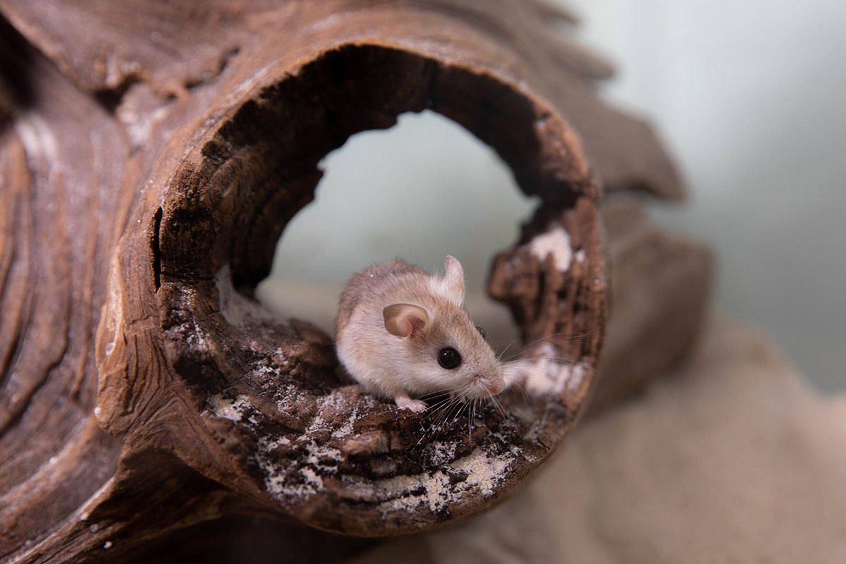 beach mouse in log