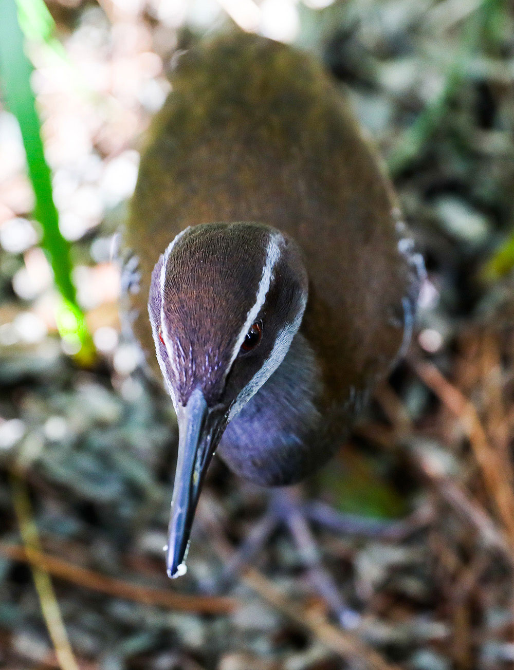 Guam rail