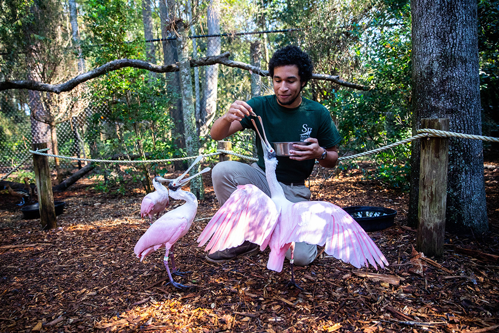 Keeper Spoonbill