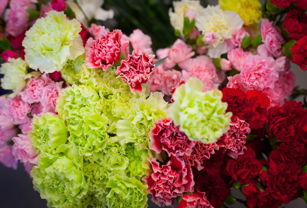 Close up photo of carnations