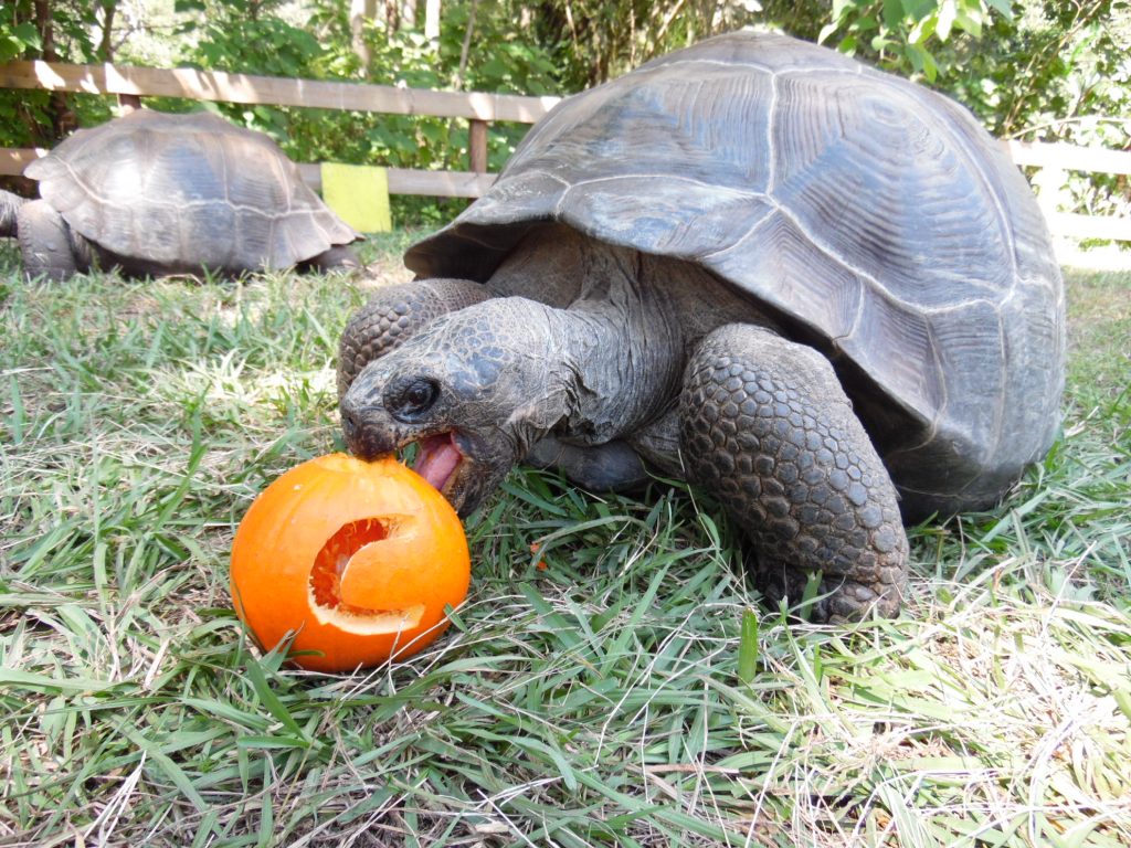 A turtle at the SF Teaching Zoo eating a pumpkin