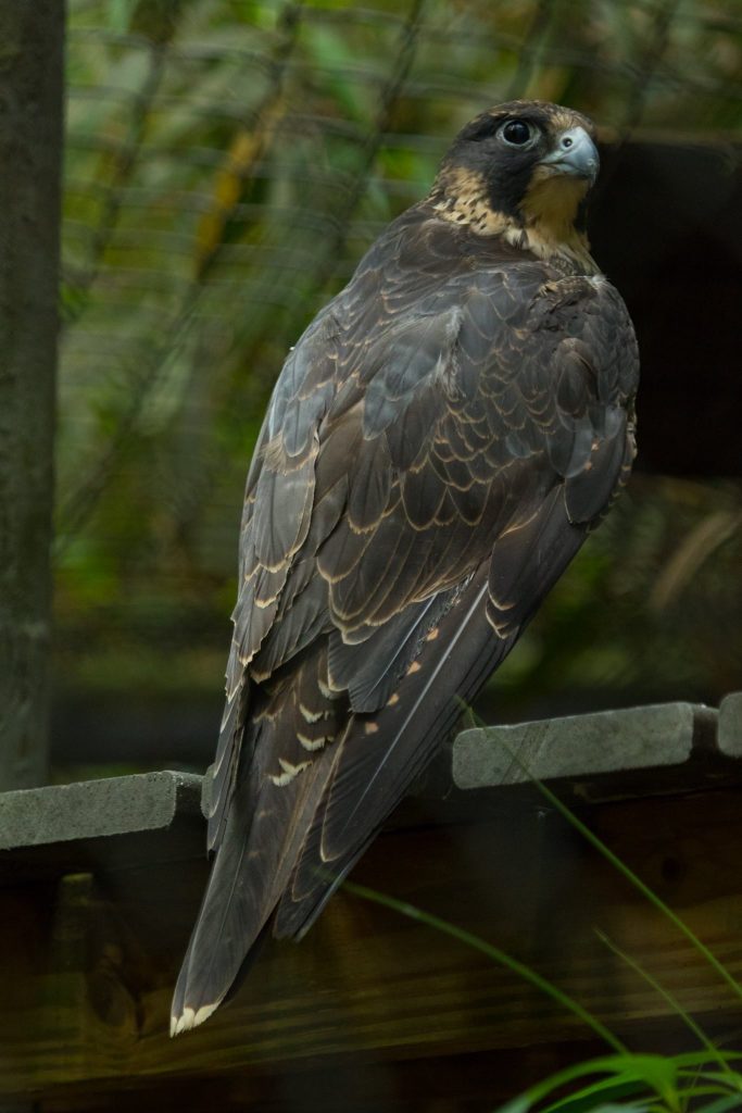 Millie, the peregrine falcon at the SF Teaching Zoo.