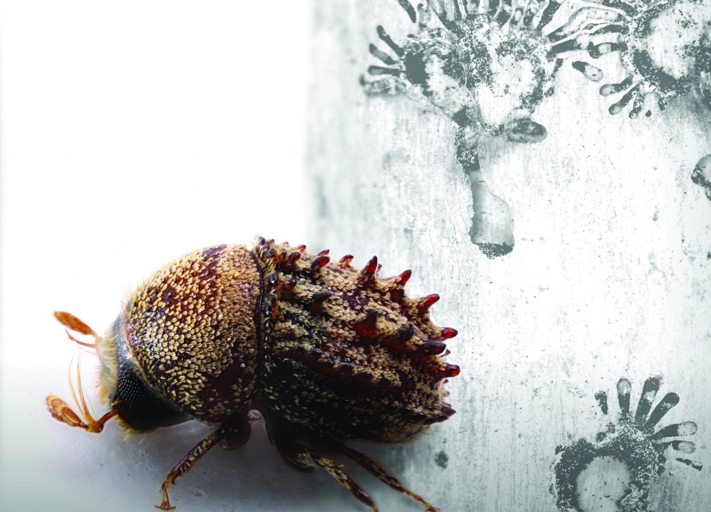 picture of a bark beetle - SF Art Gallery Exhibit