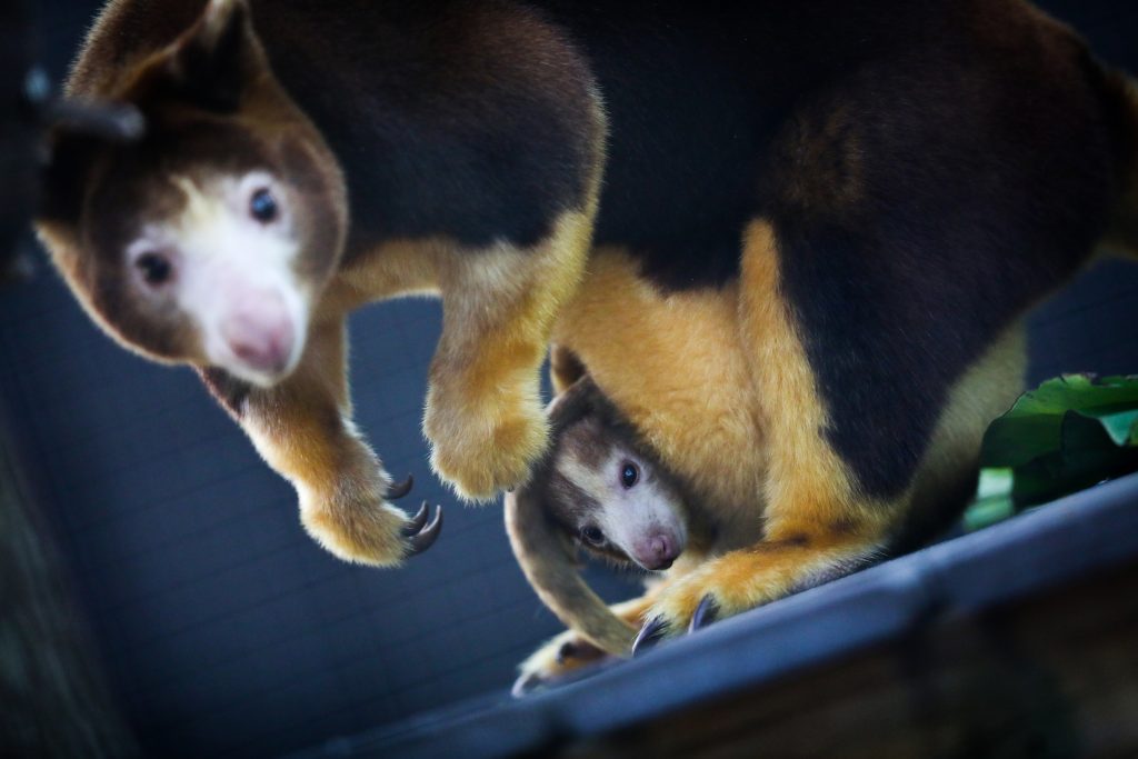 A Matschie's Tree Kangaroo with her joey in their enclosure at the Santa Fe College Teaching Zoo. 