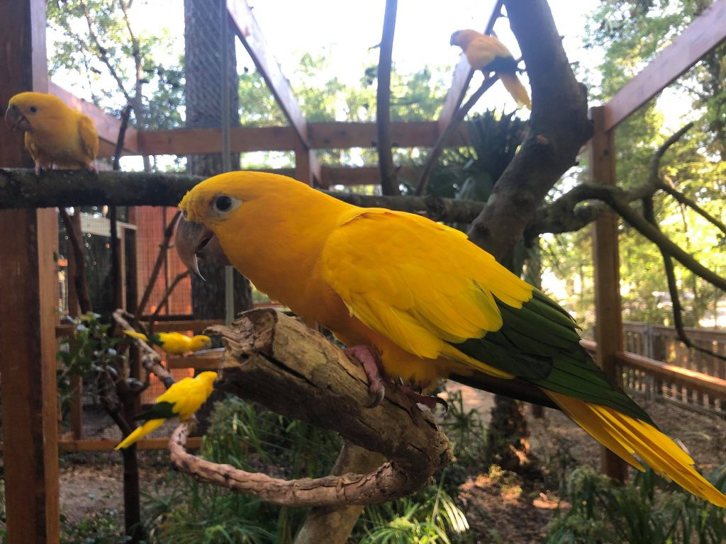 Golden conure birds in their enclosure at the SF Teaching Zoo.