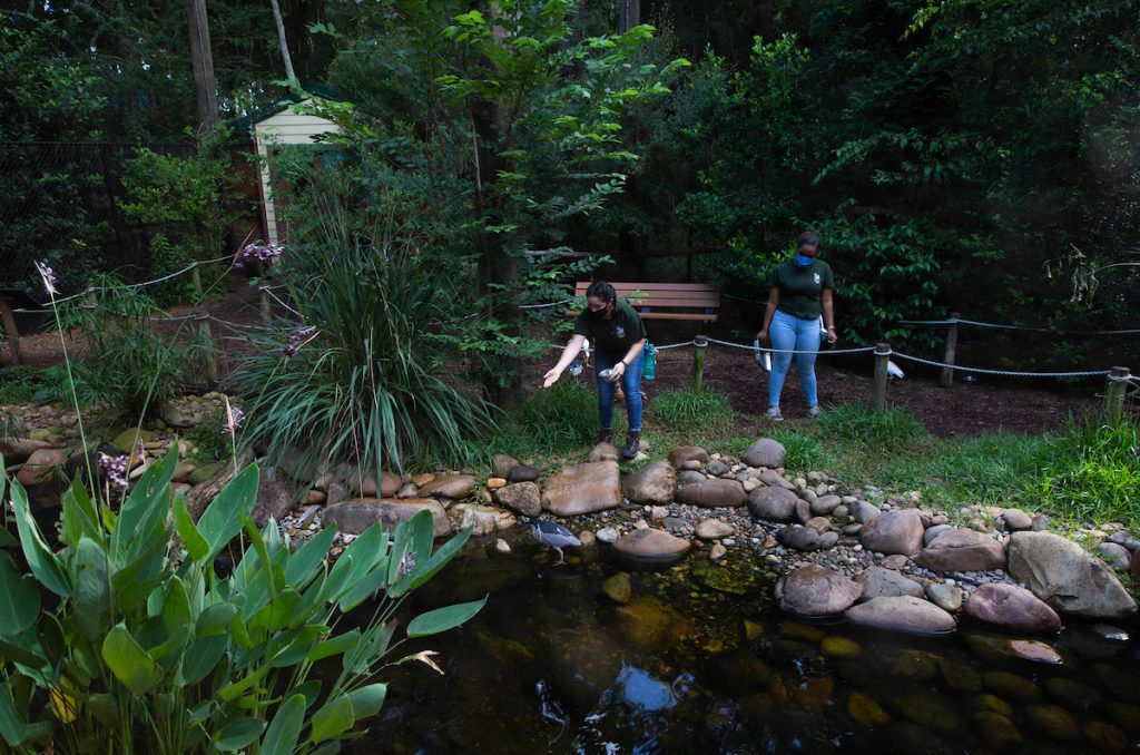 Student zookeepers at the Santa Fe College Teaching Zoo continue to care for the animals during the COVID-19 pandemic.