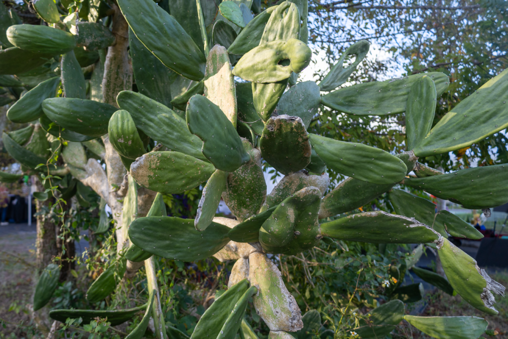 Nopal