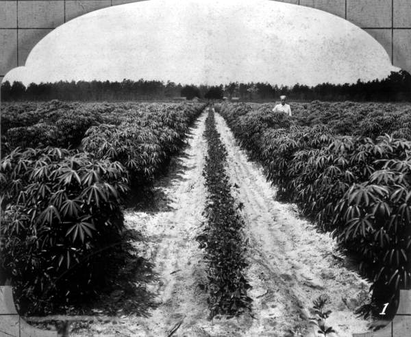 cassava historical image