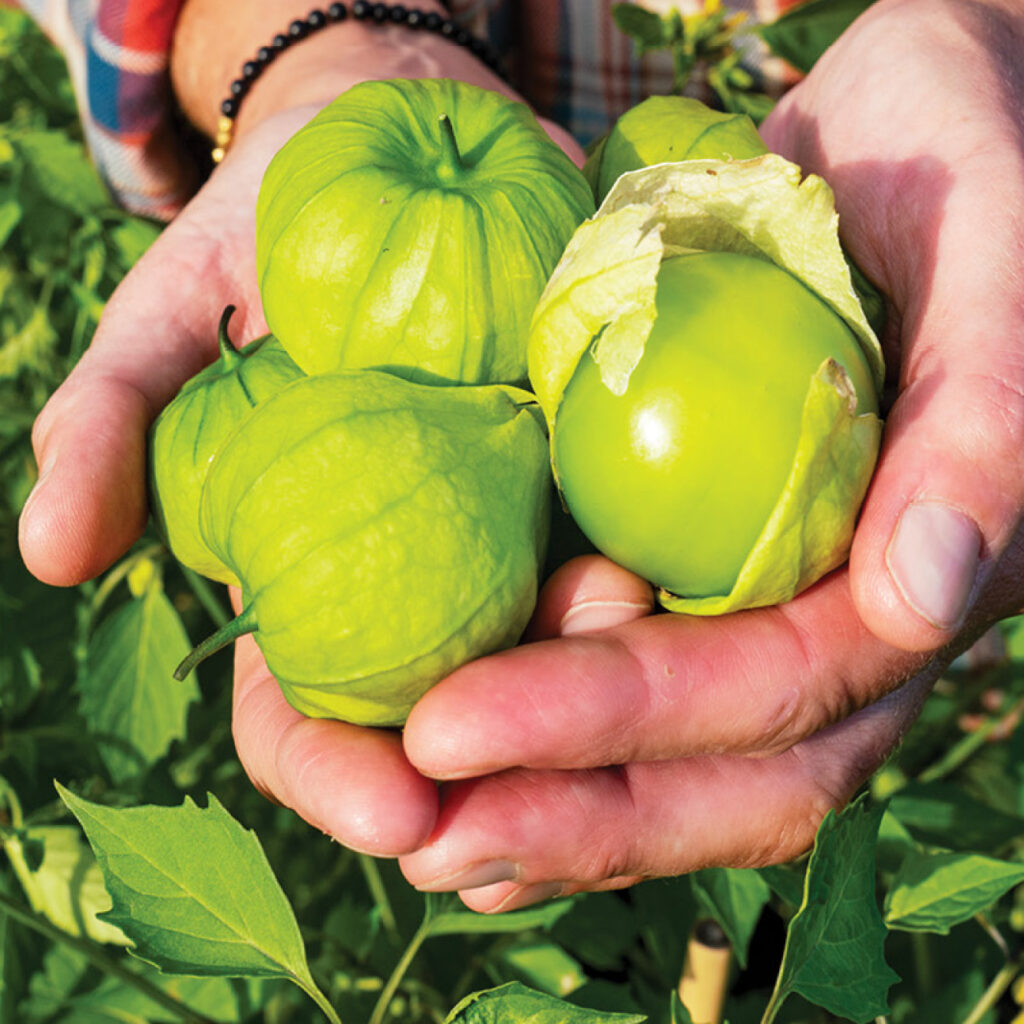 tomatillo