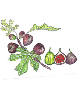 fig