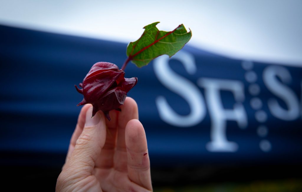 a hand holding a roselle